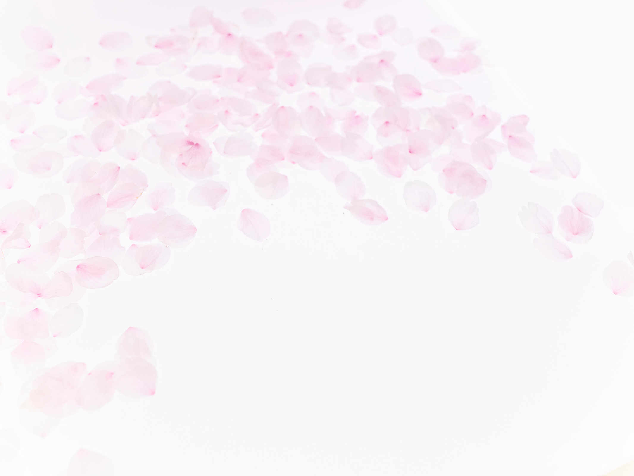 Cherry blossom petals_1753